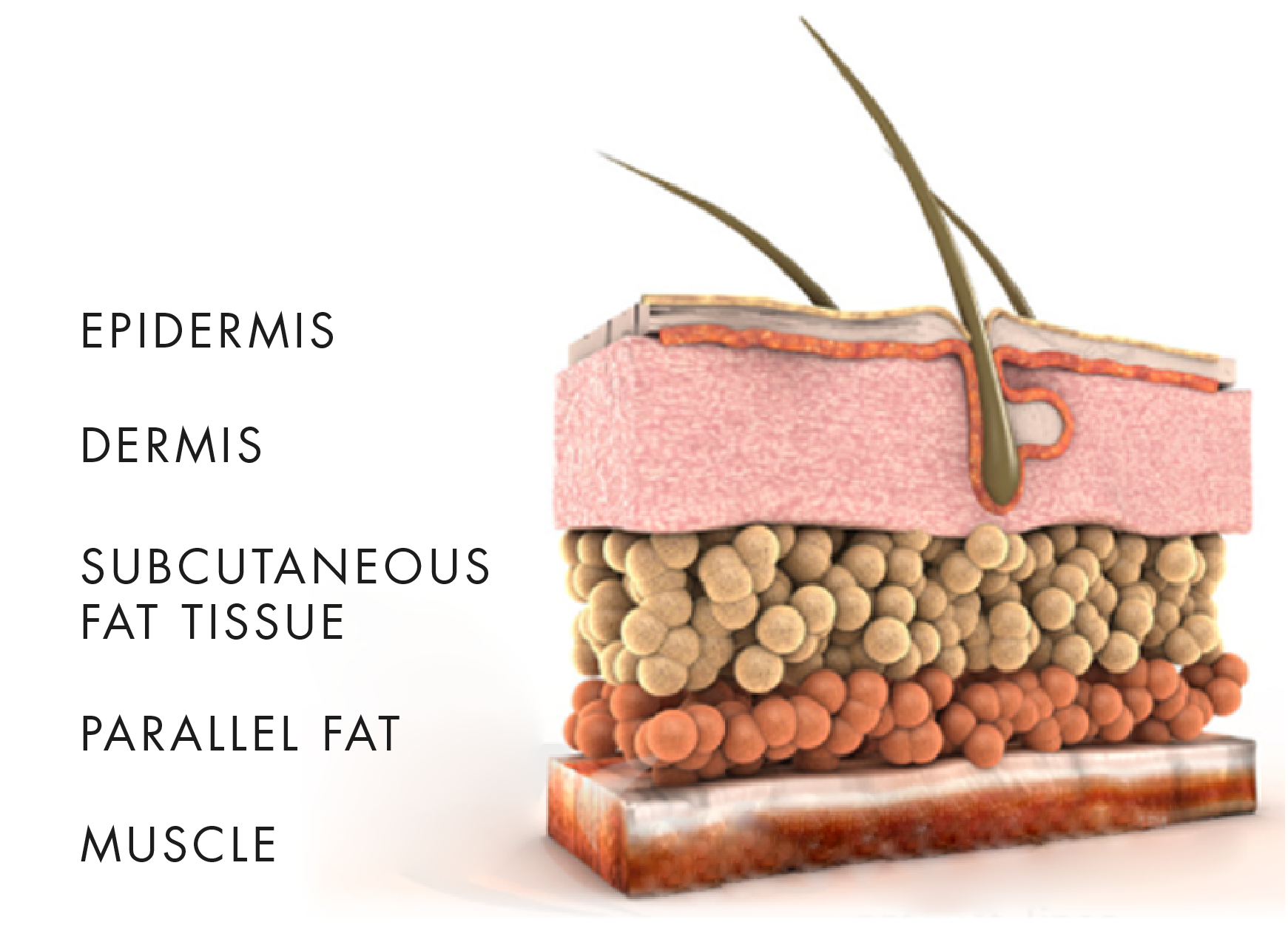 fat or skin