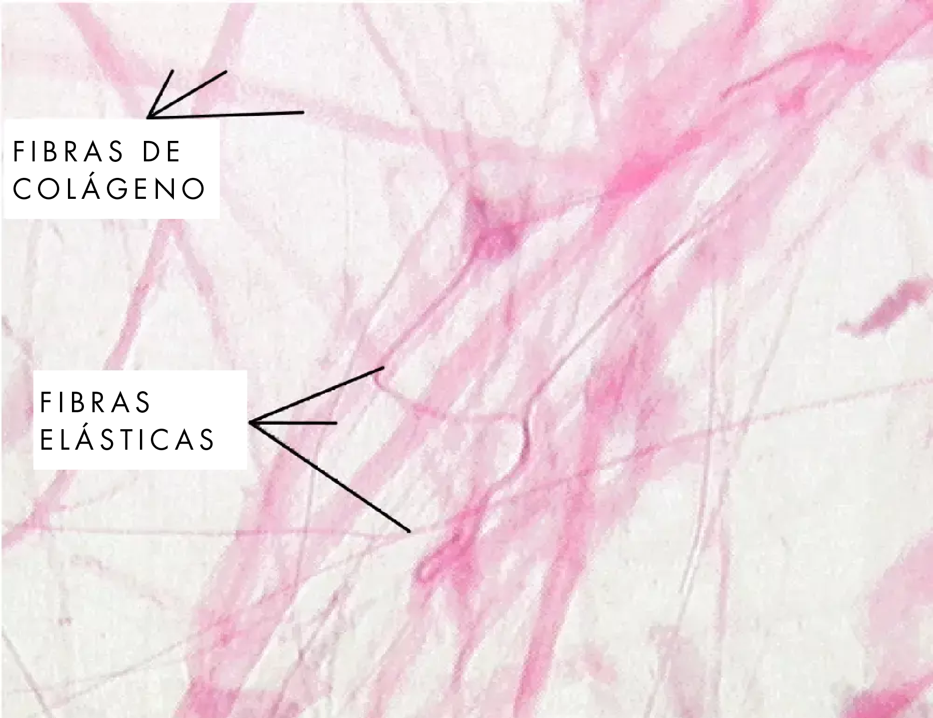 fibras de colágeno
