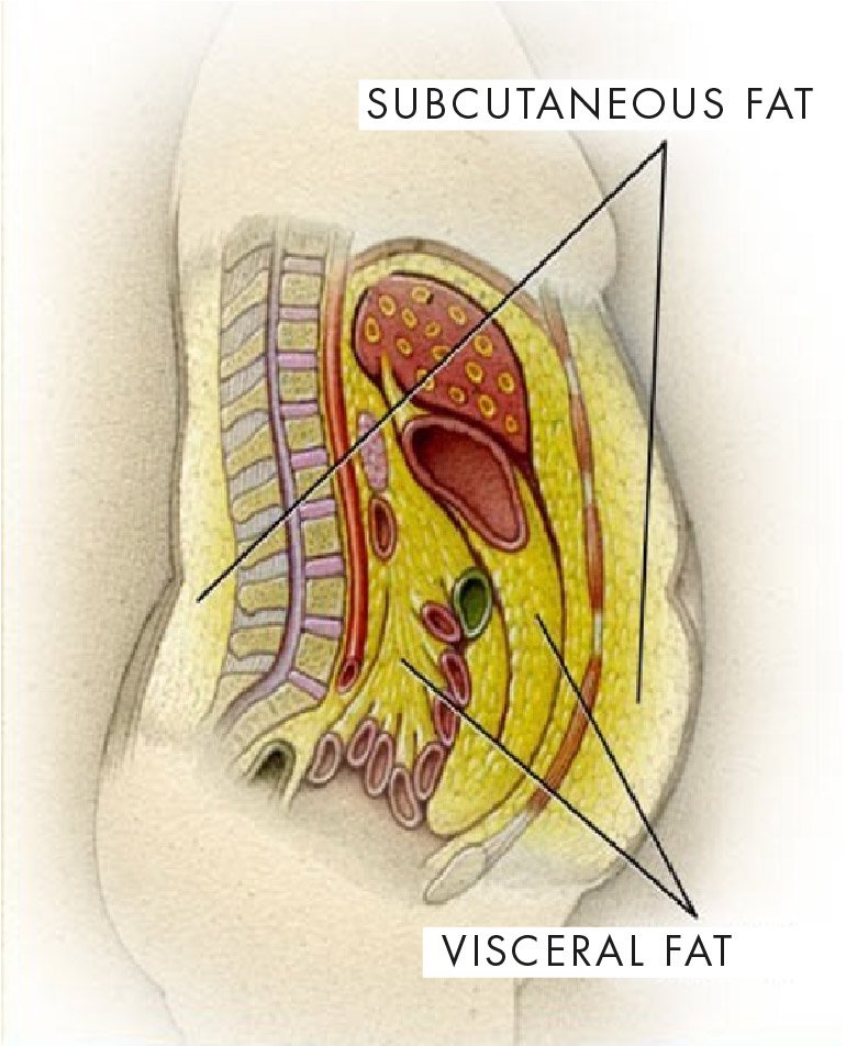 Difference between subcutaneous fat visceral fat